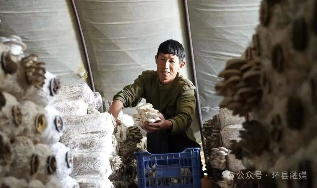 一袋有机肥的旅程:环县羊粪如何变身良田“营养剂”