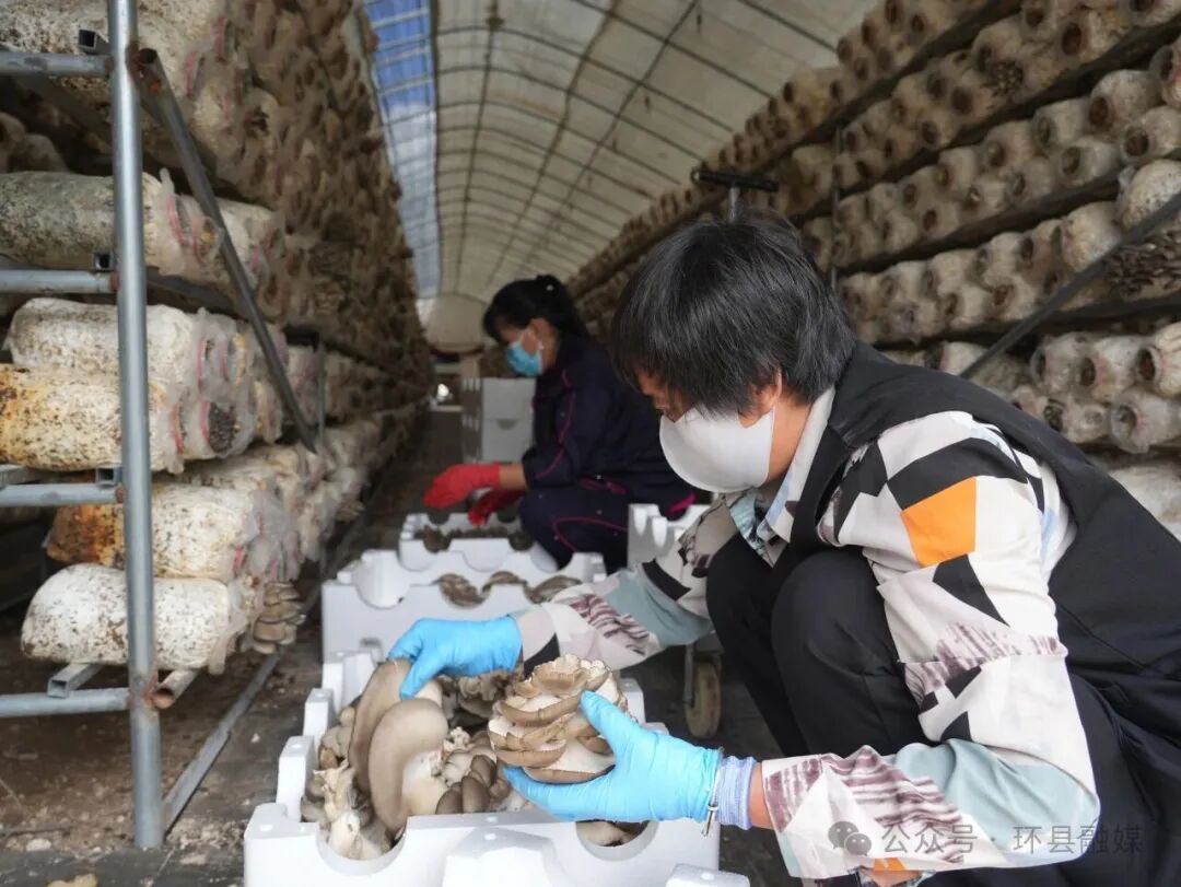 环县车道镇:80万棒平菇迎来头茬出菇