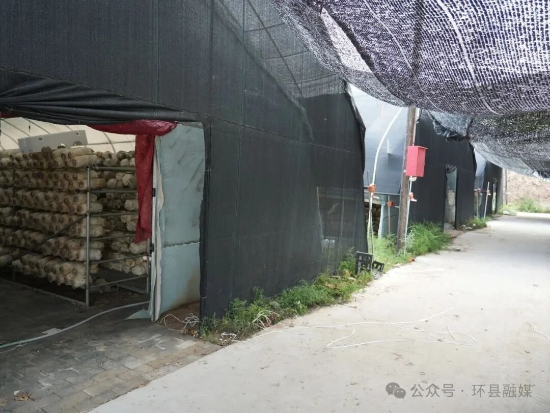环县车道镇:80万棒平菇迎来头茬出菇