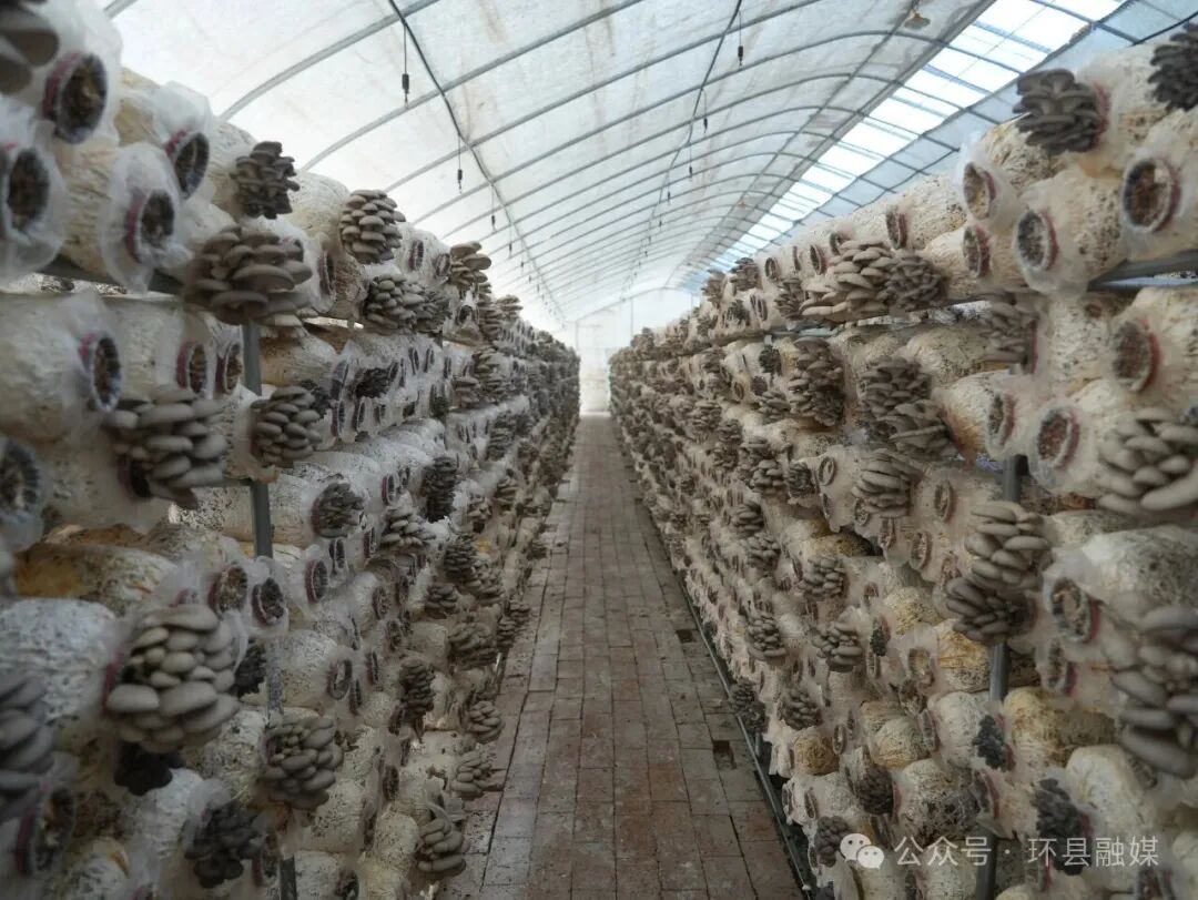 环县车道镇:80万棒平菇迎来头茬出菇