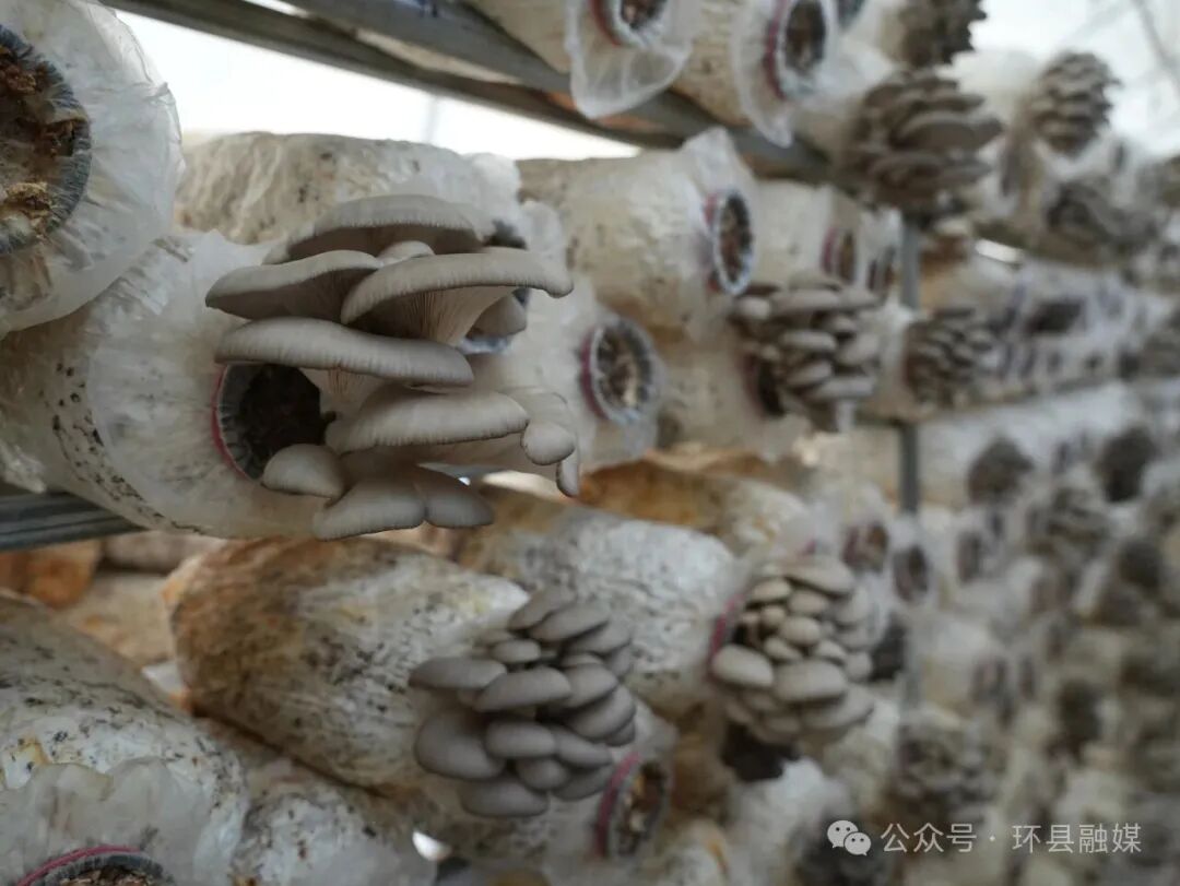 环县车道镇:80万棒平菇迎来头茬出菇