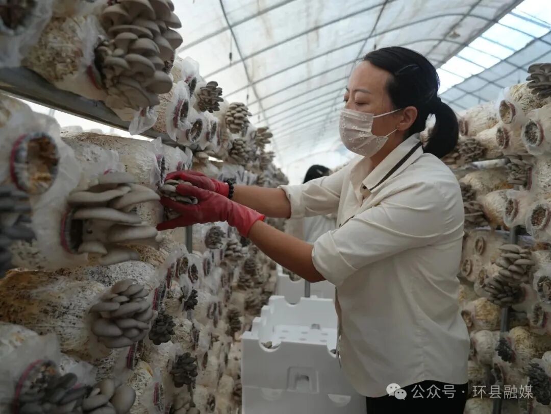 环县车道镇:80万棒平菇迎来头茬出菇