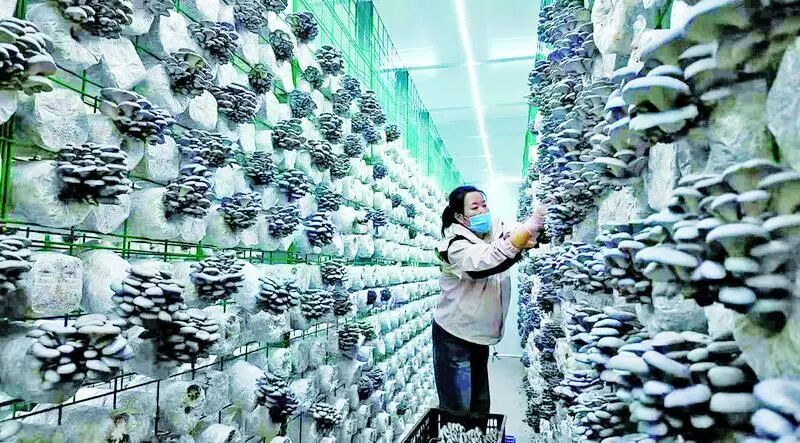 甘肃福禾菌业食用菌工厂里,工人在采摘平菇。 庆阳融媒图库