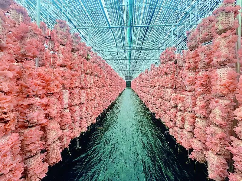 平子食用菌生态木耳基地。 庆阳融媒图库