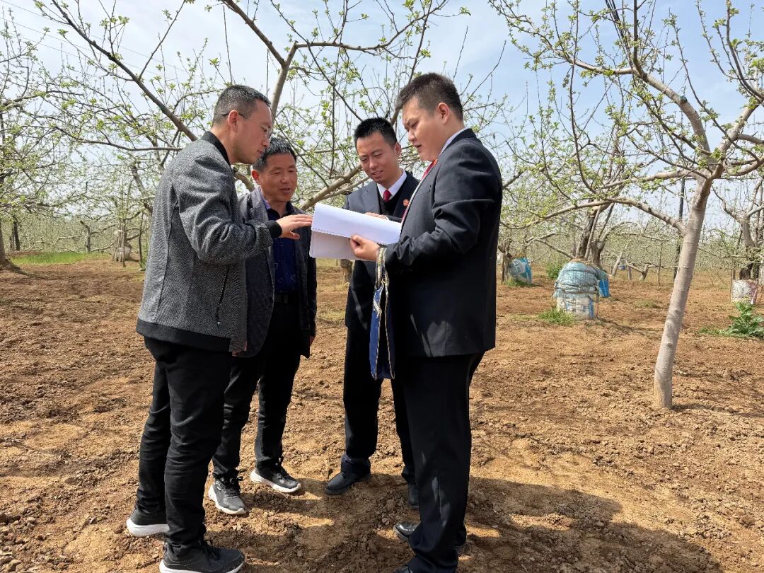 正宁县法院永和法庭干警深入田间地头,和农技专家联合调解一起因化肥导致果树死亡的产品责任纠纷案件。