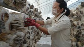 环县车道镇：80万棒平菇迎来头茬出菇