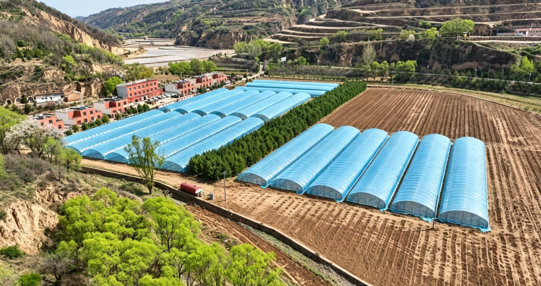 华池:聚力沙棘特色产业 夯实生态富民根基