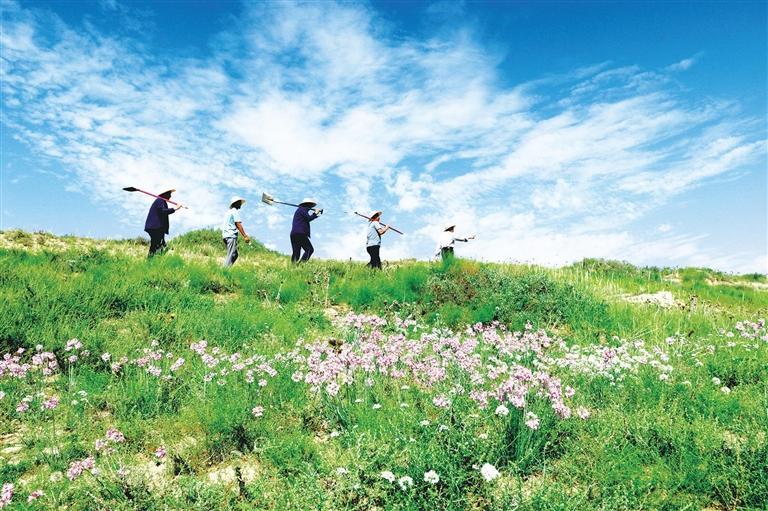 八步沙林场场长郭万刚带领林场职工在治沙区巡查。