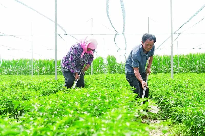 洪德镇耿塬畔村庄子峁生态农庄辣椒种植户开展田间管护。