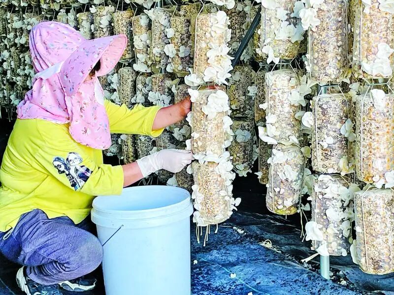 工人在采收白木耳。庆阳融媒记者 张虎奎 摄