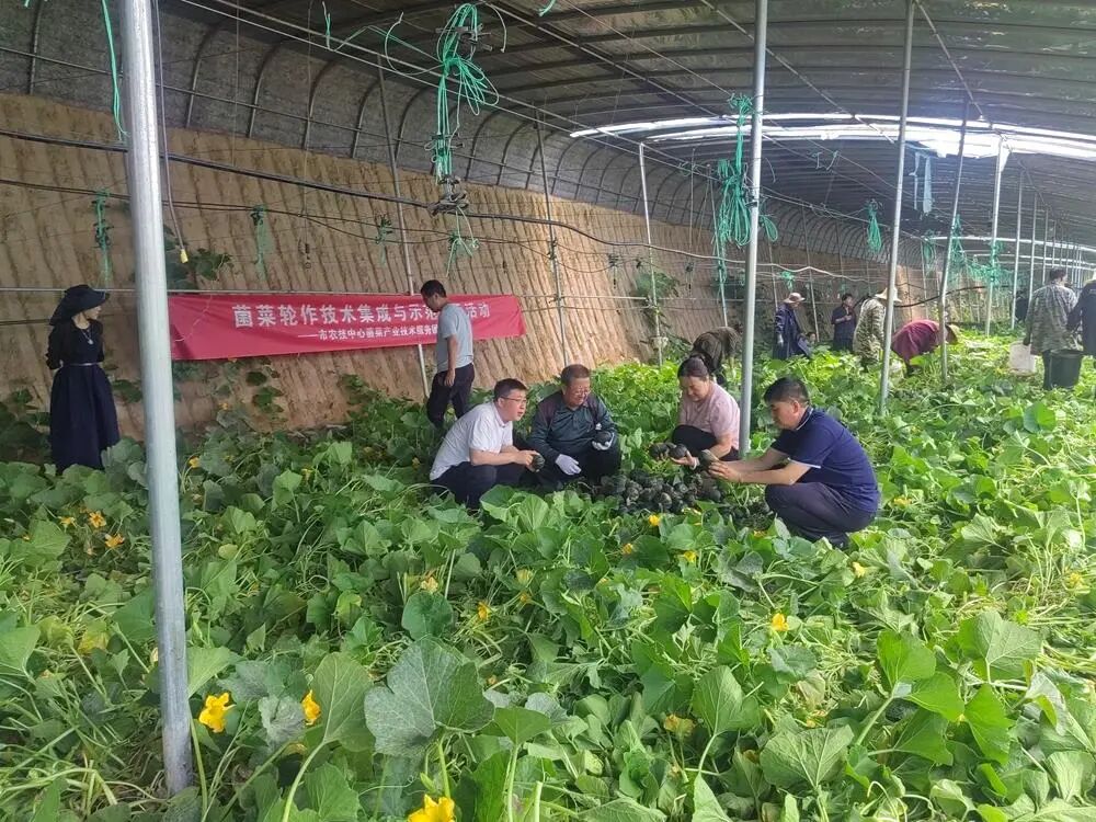 庆阳市农技中心开展菌菜轮作技术集成与示范展示活动