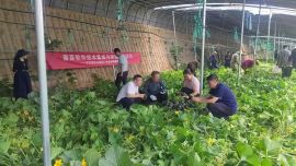 庆阳市农技中心开展菌菜轮作技术集成与示范展示活动