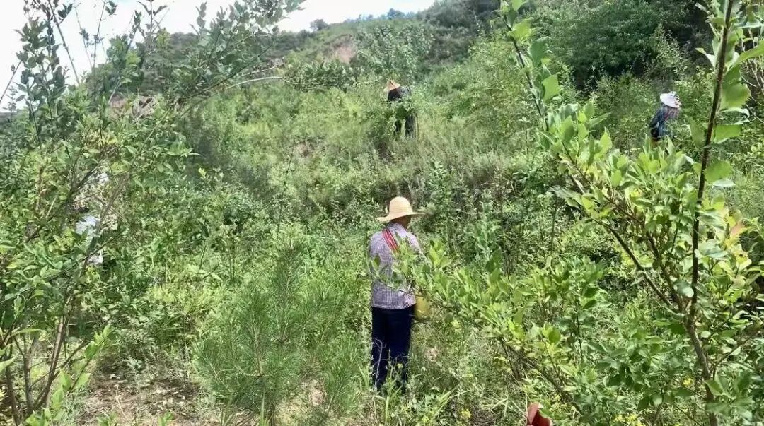 庆城：中药材种出致富&ldquo;良方&rdquo;