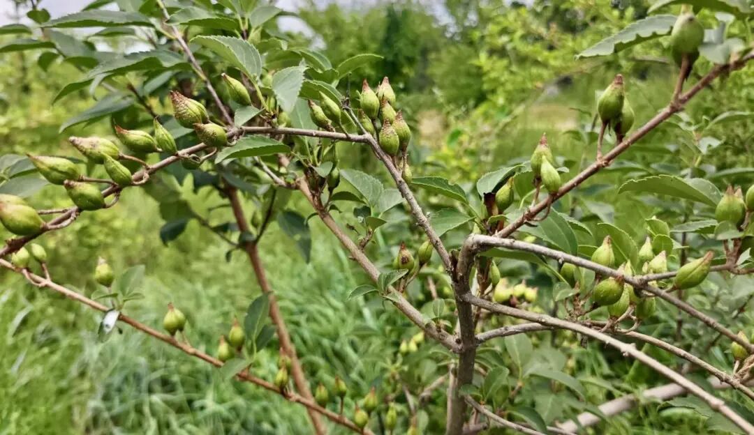 庆城：中药材种出致富&ldquo;良方&rdquo;
