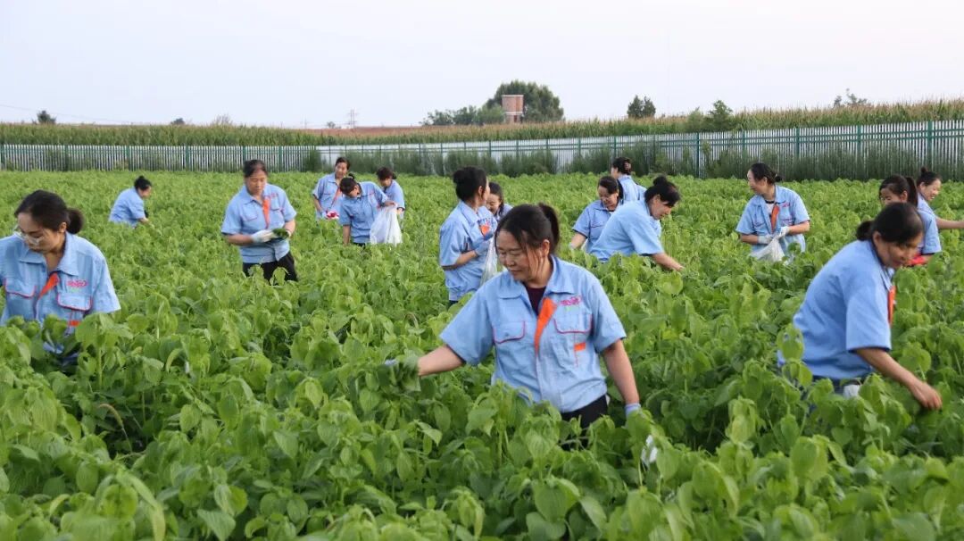 小紫苏长出新效益！正宁县金牛实业抢抓时节采收紫苏叶