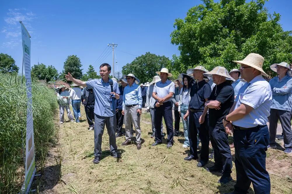 庆阳市农技中心扎实推进冬油菜良种展示与单产提升集成技术示范工作