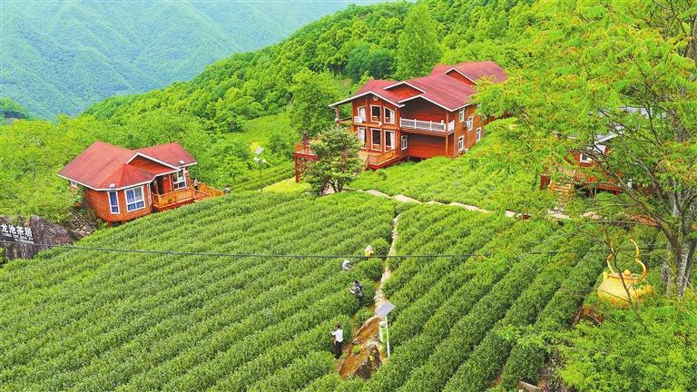 文县碧口镇马家山村村民在茶田里采摘茶叶。