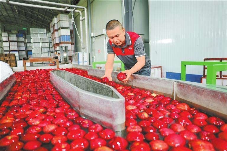 礼县田源果业合作社工人在清洗分拣苹果。