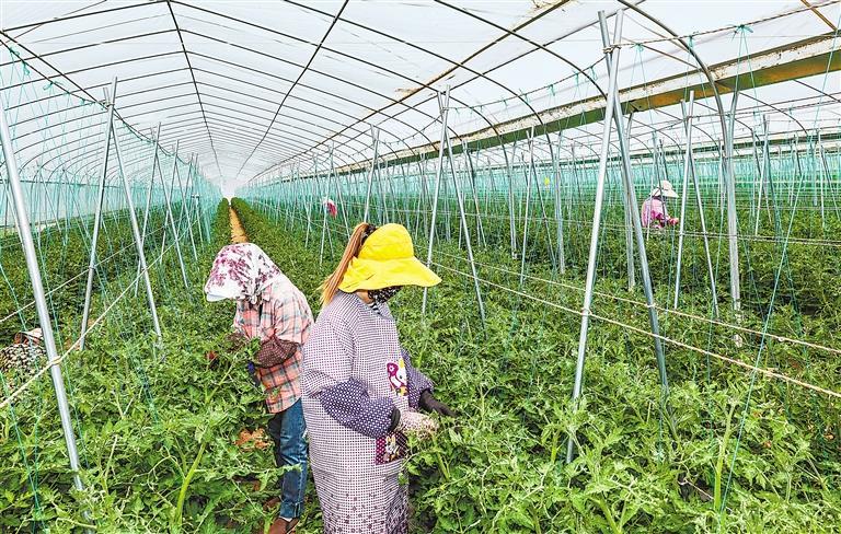 徽县金种子农业科技有限责任公司的工人给蔬菜进行人工授粉。