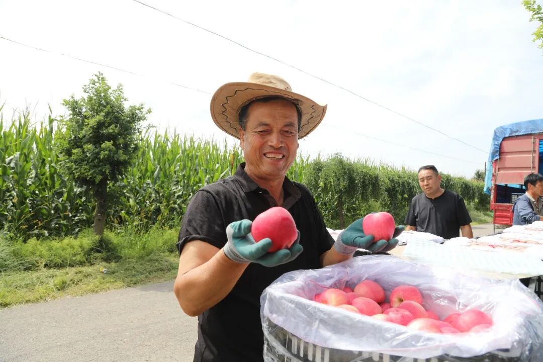 庆城县赤城镇早熟苹果迎来上市季
