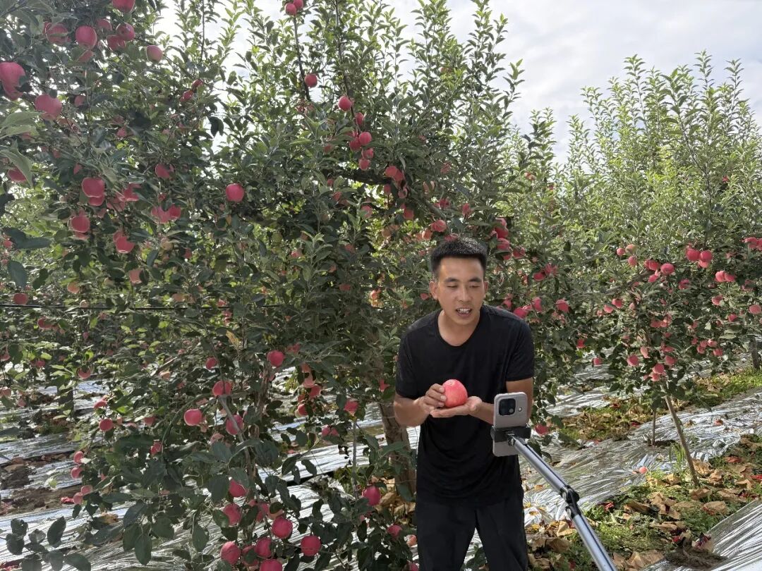 庆城县赤城镇早熟苹果迎来上市季