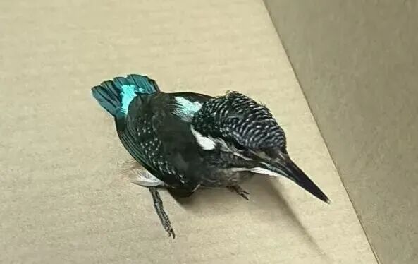 截至目前,已成功救助猫头鹰、翠鸟、白鹭等野生保护动物共计18只。状态健康、具备野外生存能力的已放归自然,受伤体弱的移交专业机构救治。