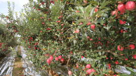 庆城县赤城镇早熟苹果迎来上市季