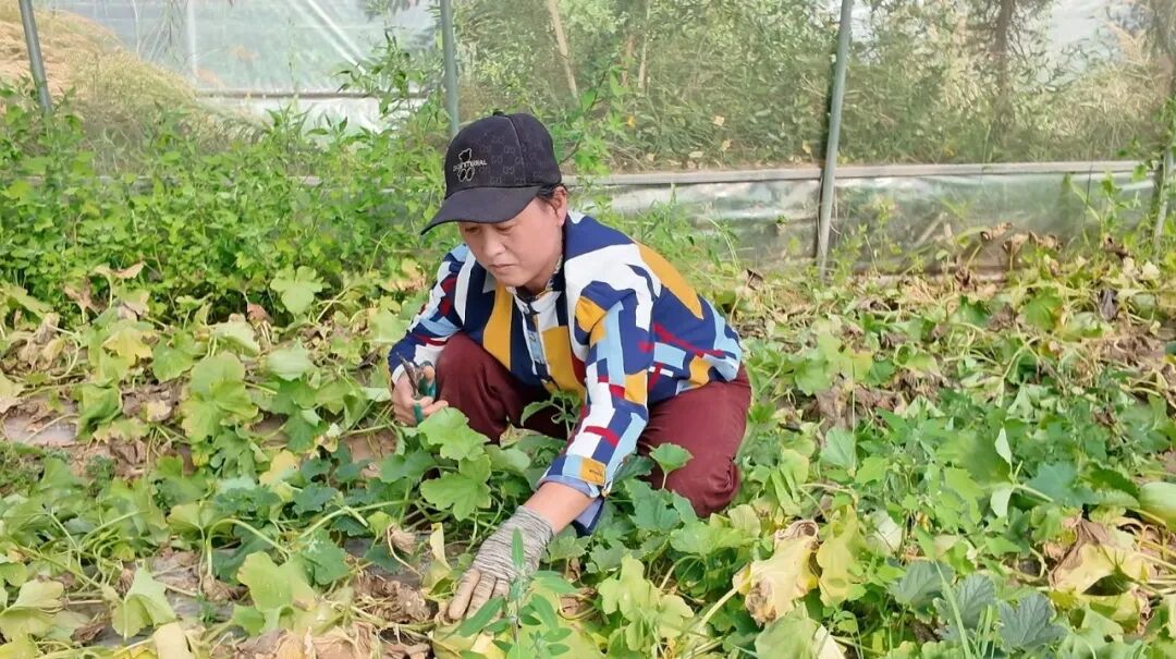 华池县怀安乡：设施大棚丰产喜人 特色产业助力群众增收致富