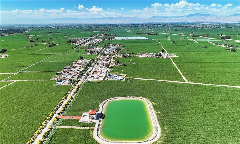 张掖市甘州区明永镇燎烟村智慧玉米制种示范基地。(记者郁婕)