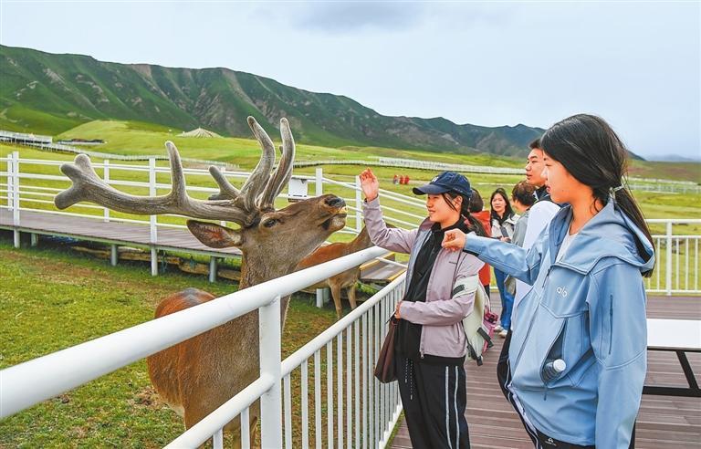 游客在祁连山马鹿文化产业园与马鹿亲密互动。