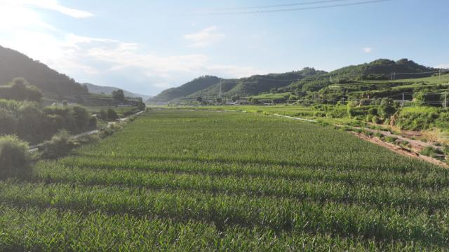 合水县太白镇莲花寺村:甜糯玉米串起产业链 国投帮扶赋能富民路