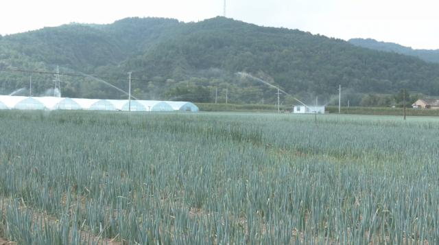 合水:蔬菜产业提质增效 铺就乡村振兴致富路
