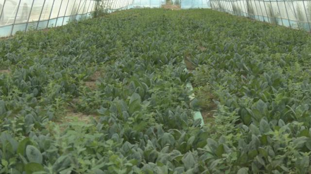 合水:蔬菜产业提质增效 铺就乡村振兴致富路