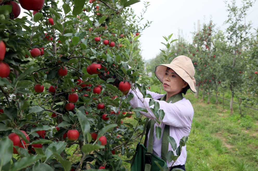 务工群众在采摘苹果