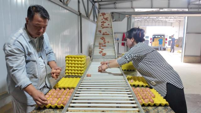 合水:特色畜禽养殖提质增效 跑出乡村振兴“致富加速度”
