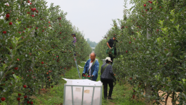 每颗苹果拍40张照片“体检”，庆阳这个县城的苹果凭什么卖上好价钱？