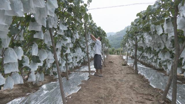 合水:特色种植多点开花 产业赋能乡村振兴
