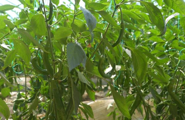 合水:特色种植多点开花 产业赋能乡村振兴