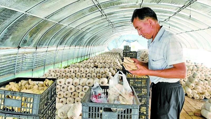 华池县怀安乡现代农业产业园内，工人正在采摘平菇。孙丹 摄