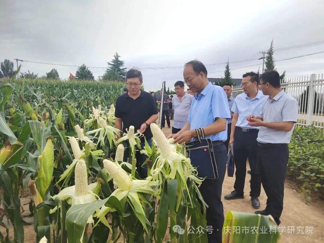 庆阳市农作物新品种观摩推介及成果转化交流会顺利召开
