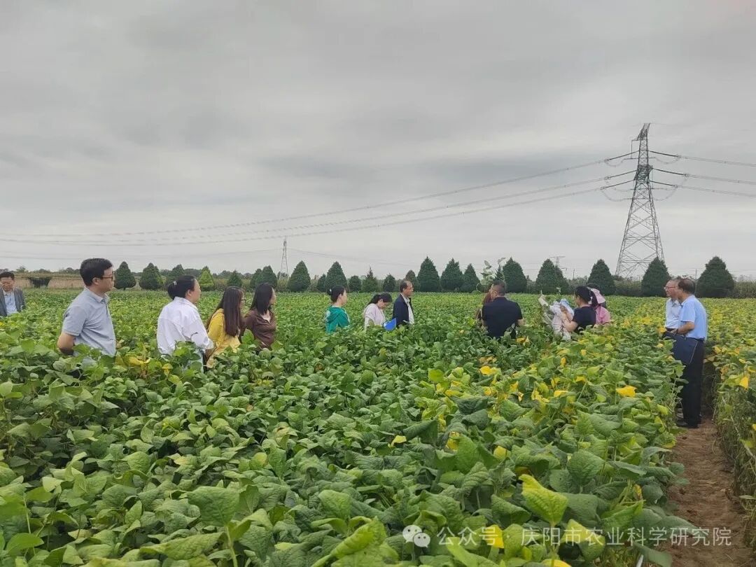 庆阳市农作物新品种观摩推介及成果转化交流会顺利召开