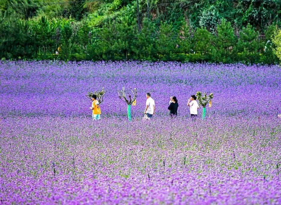 子午花溪谷