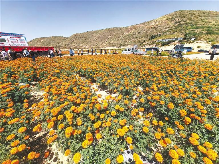陇西县首阳镇万亩中药材GAP规范化生产基地。