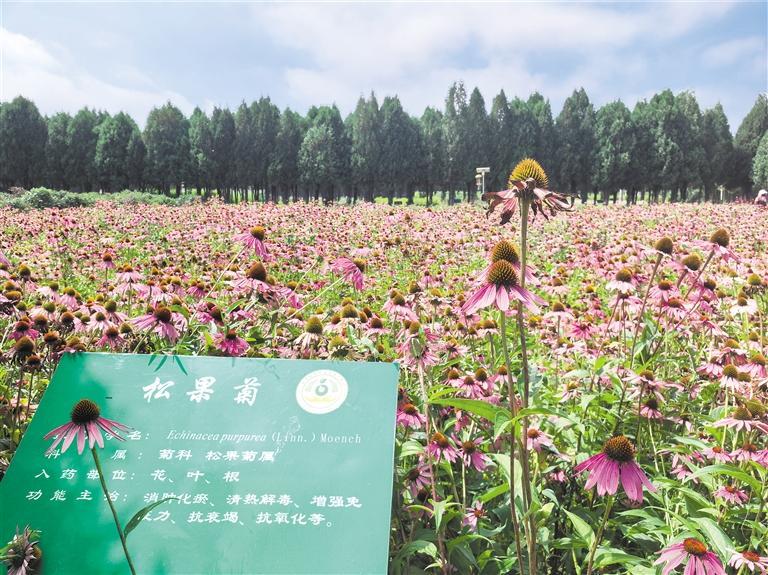 陇西药圃园里种植的中药材。