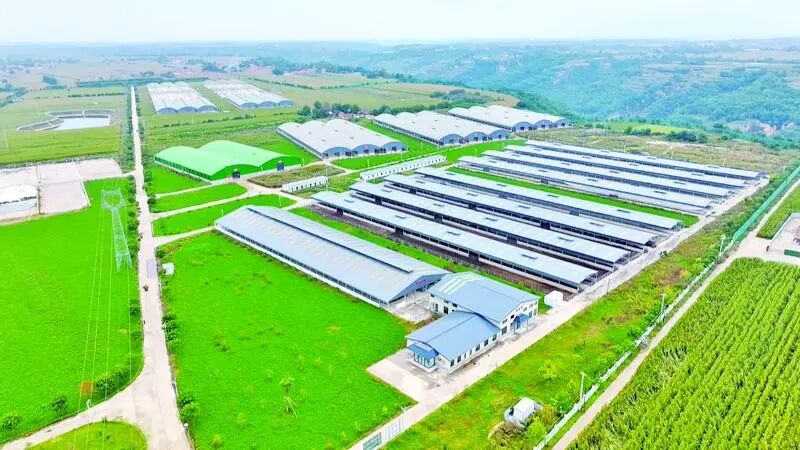 正宁县陇上田园农牧有限公司万头养牛场。