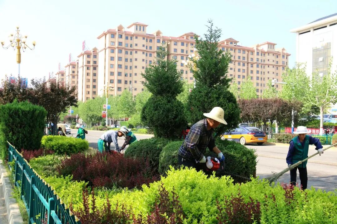 园林工人修剪县城绿植花卉。 庆阳融媒记者 李建强 摄