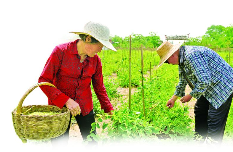 群众在河东区帮扶的金银花基地里采摘金银花。