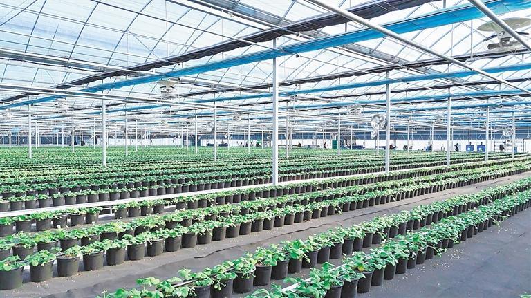 天水市秦州区设施农业基地。