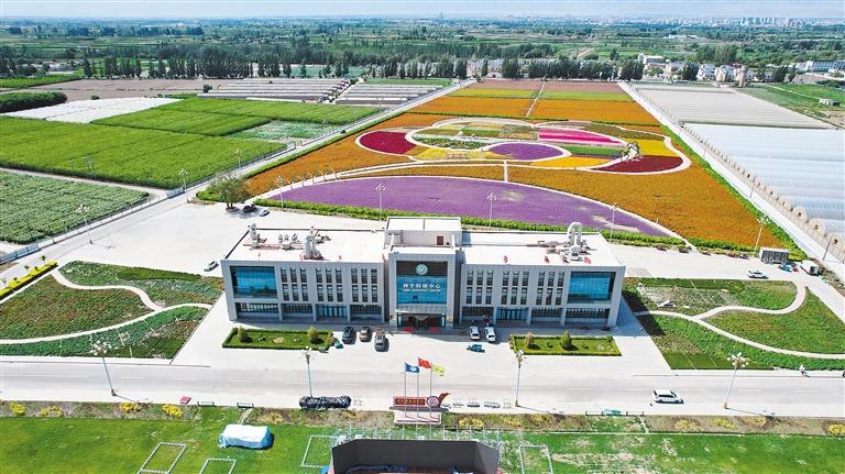 酒泉市肃州区国家农业产业园的花卉制种基地。(本版图片均为省农业农村厅提供)