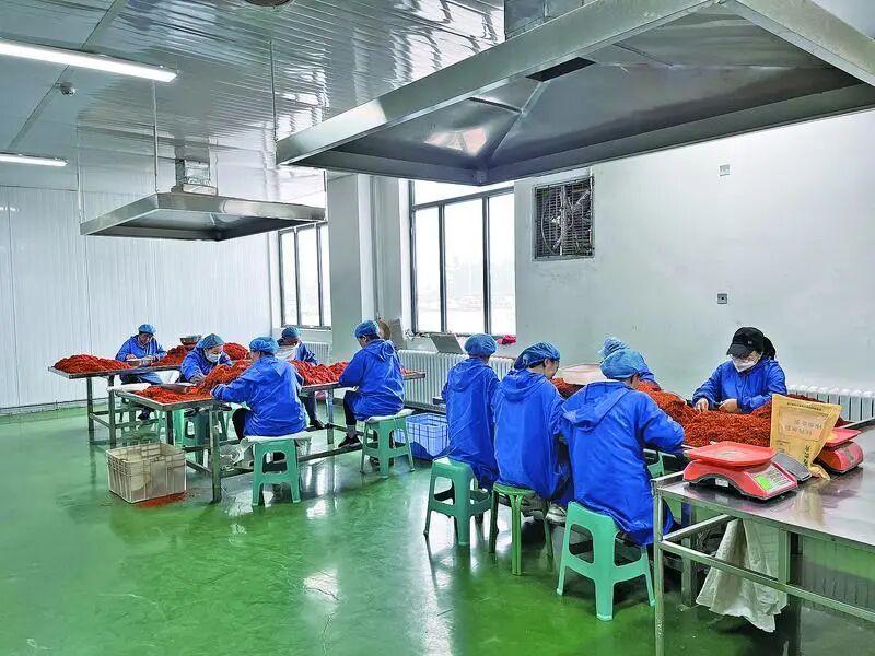 庆阳同泰神州科技发展有限公司生产车间,工人正在分拣中药材。
